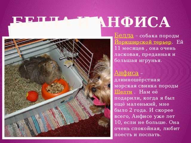 БЕЛЛА И АНФИСА Белла – собака породы Йоркширской терьер . Ей 11 месяцев , она очень ласковая, преданная и большая игрунья. Анфиса – длинношёрстная морская свинка породы Шелти . Нам её подарили, когда я был ещё маленький, мне было 2 года. И скорее всего, Анфисе уже лет 10, если не больше. Она очень спокойная, любит поесть и поспать. 