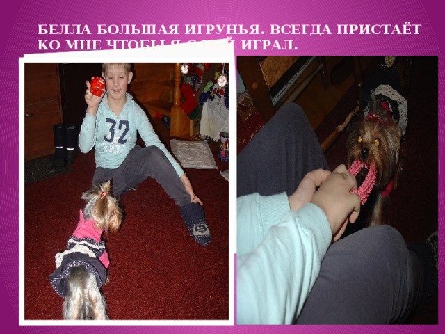 БЕЛЛА большая игрунья. Всегда пристаёт ко мне чтобы я с ней играл. 