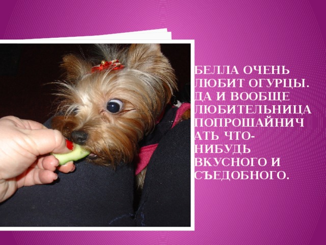 БЕЛЛА ОЧЕНЬ ЛЮБИТ ОГУРЦЫ. Да и вообще любительница попрошайничать что-нибудь вкусного и съедобного. 