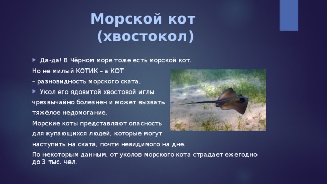 Морской кот  (хвостокол)   Да-да! В Чёрном море тоже есть морской кот. Но не милый КОТИК – а КОТ – разновидность морского ската. Укол его ядовитой хвостовой иглы чрезвычайно болезнен и может вызвать тяжёлое недомогание. Морские коты представляют опасность для купающихся людей, которые могут наступить на ската, почти невидимого на дне. По некоторым данным, от уколов морского кота страдает ежегодно до 3 тыс. чел. 