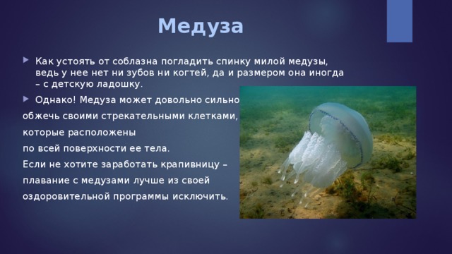 Медуза   Как устоять от соблазна погладить спинку милой медузы, ведь у нее нет ни зубов ни когтей, да и размером она иногда – с детскую ладошку. Однако! Медуза может довольно сильно обжечь своими стрекательными клетками, которые расположены по всей поверхности ее тела. Если не хотите заработать крапивницу – плавание с медузами лучше из своей оздоровительной программы исключить. 