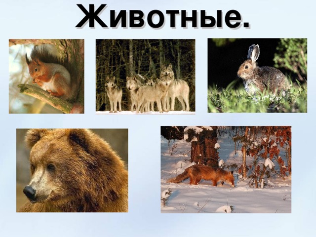 Животные. 