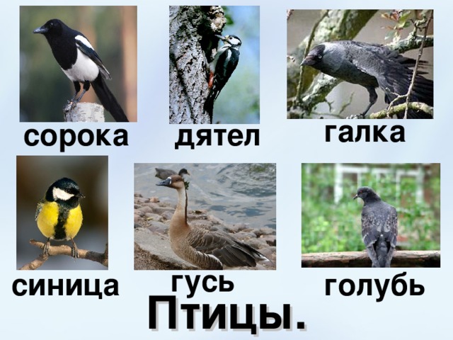 галка сорока дятел гусь синица голубь Птицы. 