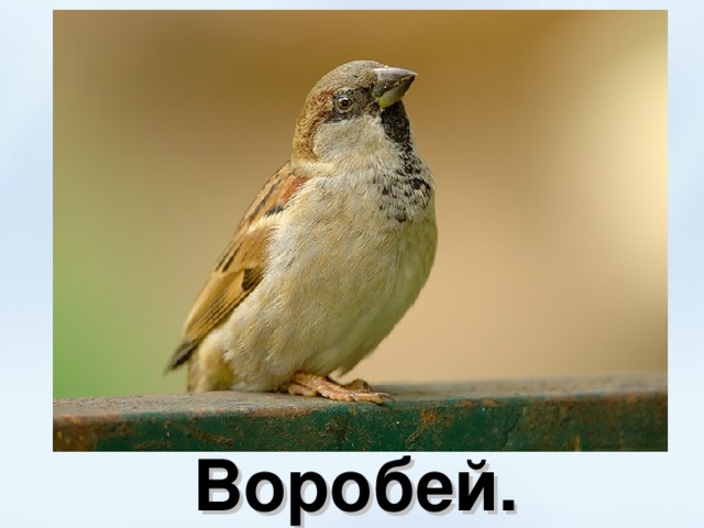 Воробей. 