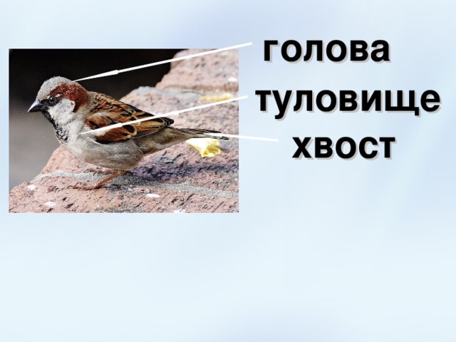 голова туловище хвост 