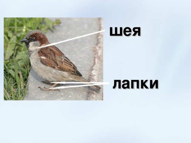 шея лапки 