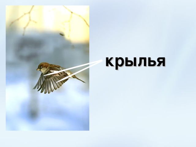 крылья 