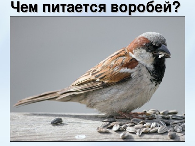 Чем питается воробей?  