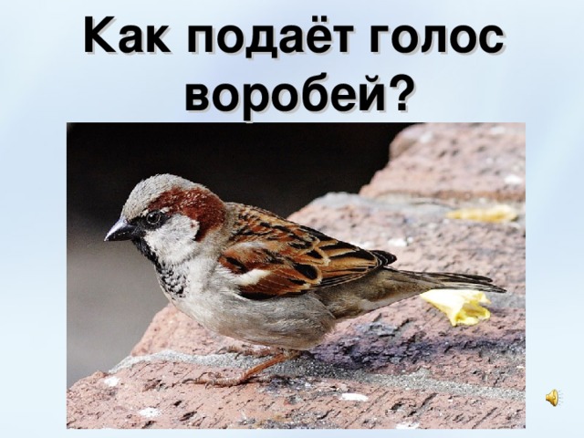 Как подаёт голос воробей? 