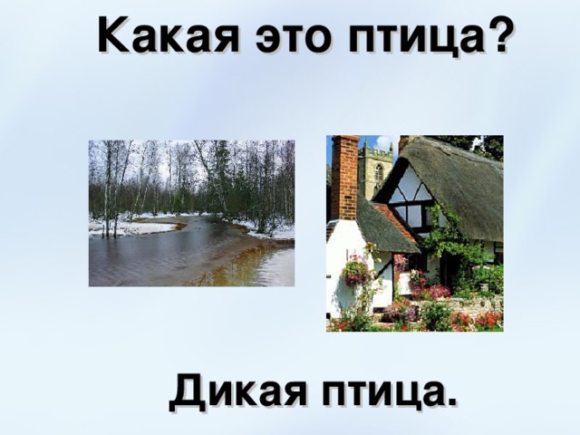 Какая это птица? Дикая птица. 