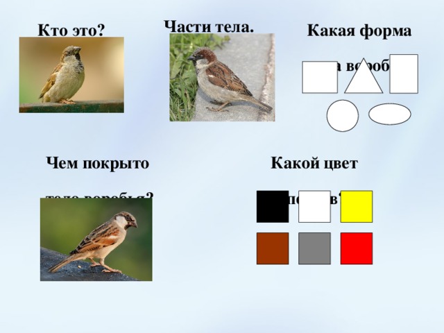 Части тела. Кто это? Какая форма тела воробья? Чем покрыто тело воробья? Какой цвет перьев? 