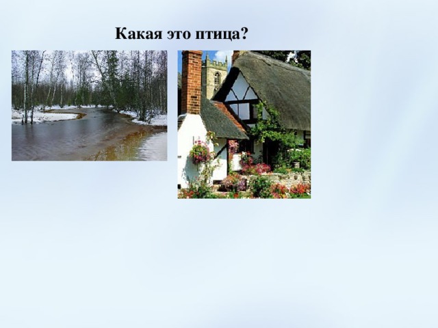 Какая это птица? 