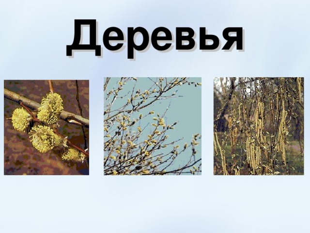 Деревья 