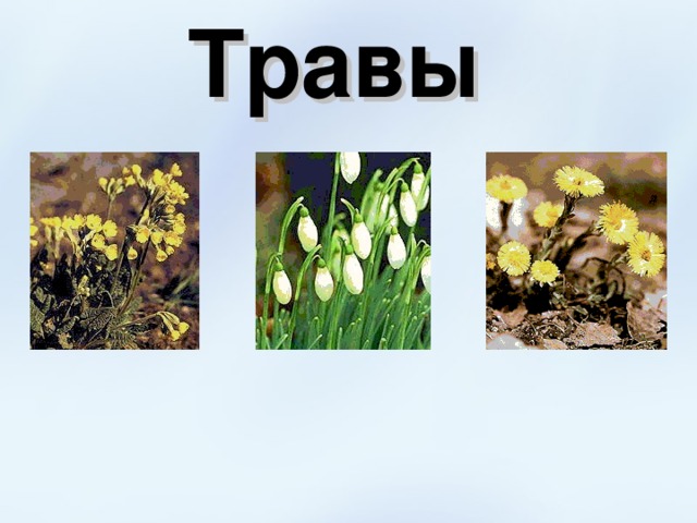 Травы 
