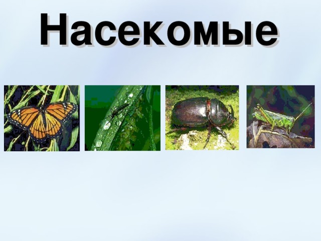 Насекомые 