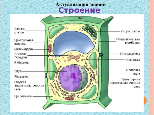 Актуализация знаний Строение растительной клетки 