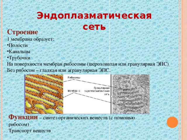 Эндоплазматическая сеть строение и функции