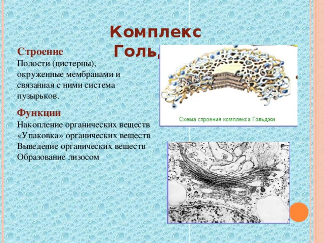 Как называют изображенную на рисунке клеточную структуру вакуоль ядро хлоропласты комплекс гольджи