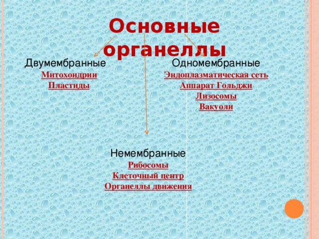 Основные органеллы Двумембранные Одномембранные Митохондрии Пластиды  Эндоплазматическая сеть Аппарат Гольджи Лизосомы Вакуоли Немембранные Рибосомы Клеточный центр Органеллы движения  