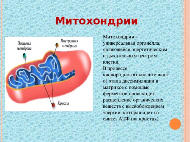 Функции митохондрии синтез