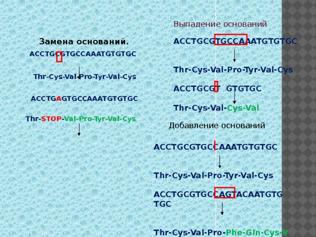 Выпадение оснований ACCTGCGTGCCAAATGTGTGC   Замена оснований.   ACCTGCGTGCCAAATGTGTGC  Thr-Cys-Val-Pro-Tyr-Val-Cys  Thr-Cys-Val-Pro-Tyr-Val-Cys   ACCTGCGT GTGTGC  ACCTG A GTGCCAAATGTGTGC  Thr-Cys-Val- Cys-Val   Thr- STOP - Val-Pro-Tyr-Val-Cys  Добавление оснований ACCTGCGTGCCAAATGTGTGC   Thr-Cys-Val-Pro-Tyr-Val-Cys  ACCTGCGTGCCAGTACAATGTGTGC   Thr-Cys-Val-Pro- Phe-Gln-Cys-Val 