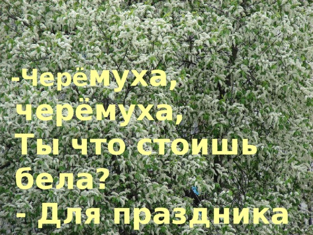 -Черё муха, черёмуха,  Ты что стоишь бела?  - Для праздника весеннего,  Для Мая расцвела.