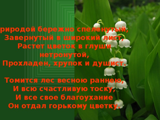 Природой бережно спеленутый,  Завернутый в широкий лист,  Растет цветок в глуши нетронутой,  Прохладен, хрупок и душист.   Томится лес весною раннею,  И всю счастливую тоску,  И все свое благоухание  Он отдал горькому цветку.