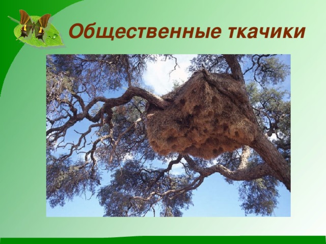 Общественные ткачики
