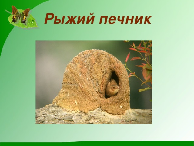 Рыжий печник