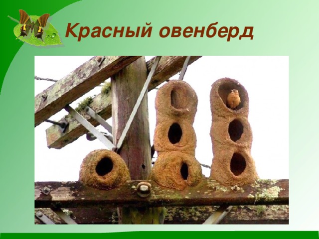 Красный овенберд