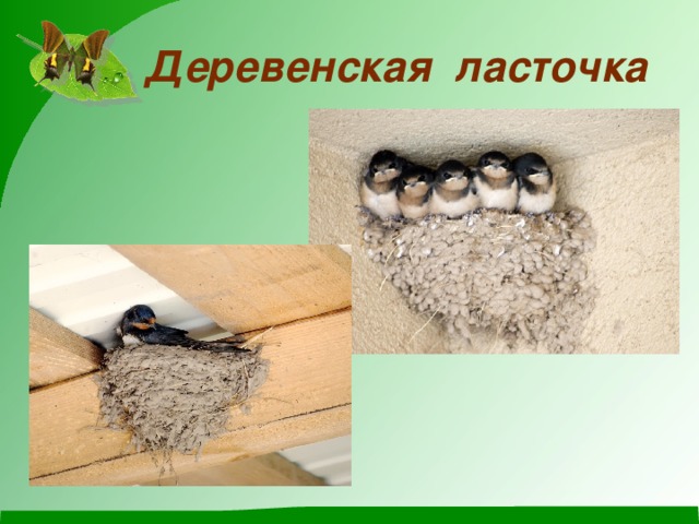 Деревенская ласточка