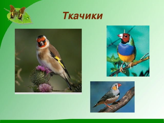 Ткачики