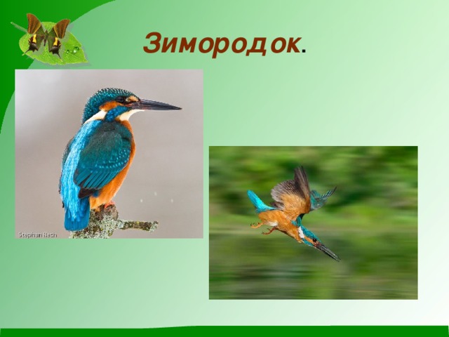 Зимородок .
