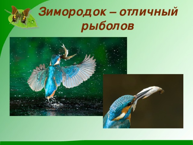 Зимородок – отличный рыболов