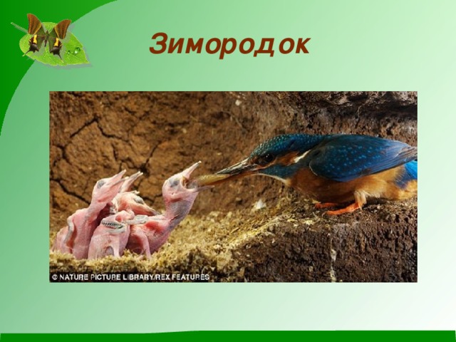 Зимородок