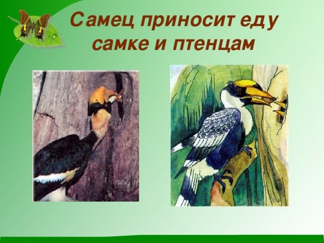 Самец приносит еду самке и птенцам