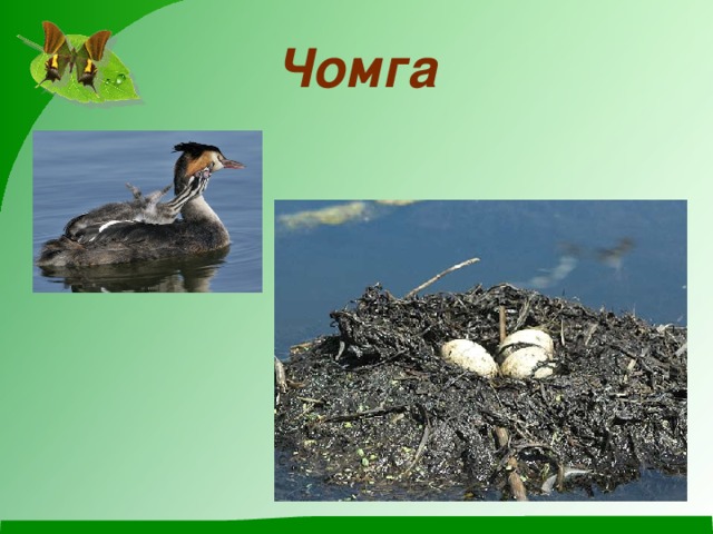 Чомга