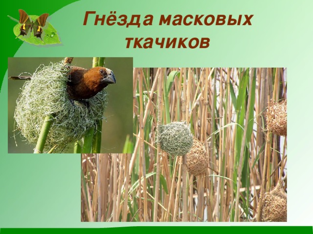 Гнёзда масковых ткачиков