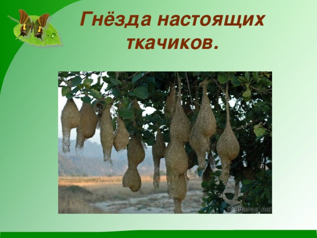 Гнёзда настоящих ткачиков.