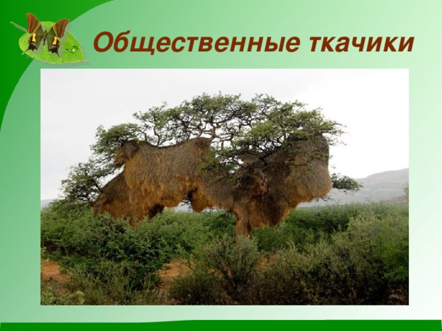 Общественные ткачики