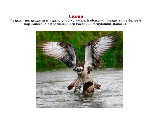 Скопа  Редкая гнездящаяся птица на участке «Малый Абакан». Гнездится не более 5 пар Занесена в Красные книги России и Республики Хакасия.