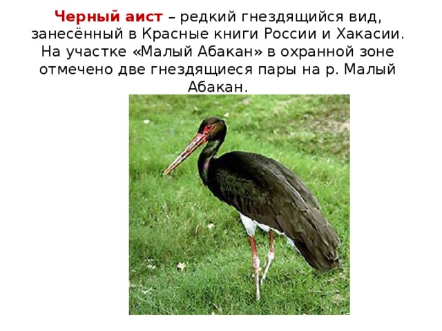 Черный  аист  – редкий гнездящийся вид, занесённый в Красные книги России и Хакасии. На участке «Малый Абакан» в охранной зоне отмечено две гнездящиеся пары на р. Малый Абакан.
