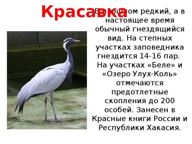 Красавка  В прошлом редкий, а в настоящее время обычный гнездящийся вид. На степных участках заповедника гнездится 14-16 пар.  На участках «Беле» и «Озеро Улух-Коль» отмечаются предотлетные скопления до 200 особей. Занесен в Красные книги России и Республики Хакасия.