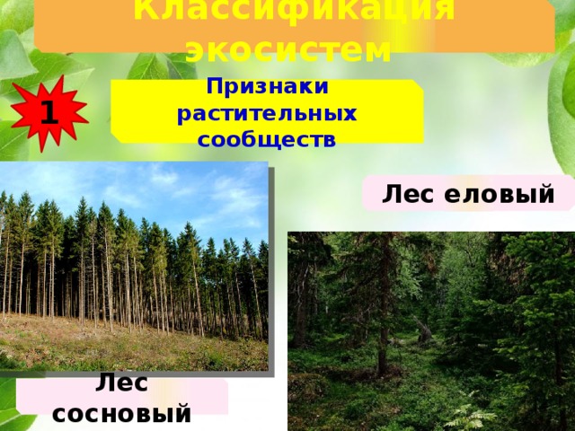 Классификация экосистем  1 Признаки растительных сообществ Лес еловый Лес сосновый 