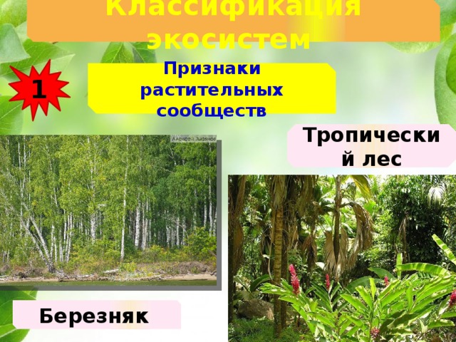 Классификация экосистем  1 Признаки растительных сообществ Тропический лес Березняк 