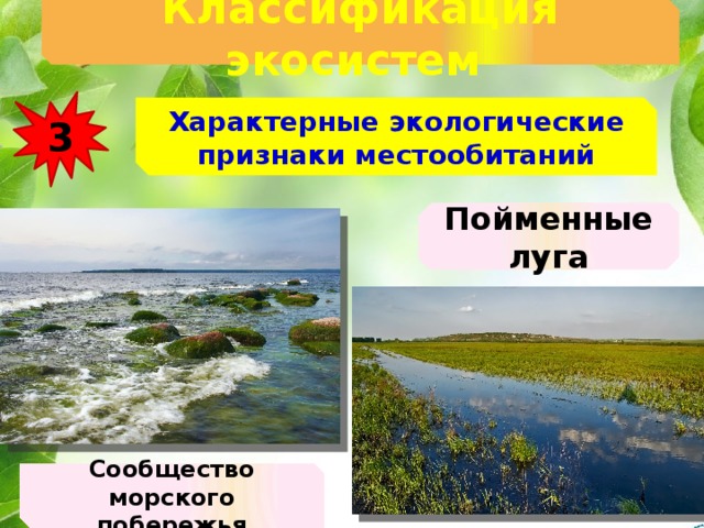 Классификация экосистем  3 Характерные экологические признаки местообитаний Пойменные луга Сообщество морского побережья 