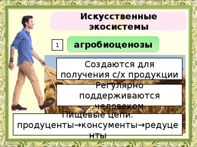 Искусственные экосистемы агробиоценозы 1 Создаются для получения с/х продукции Регулярно поддерживаются человеком Пищевые цепи: продуценты → консументы → редуценты 