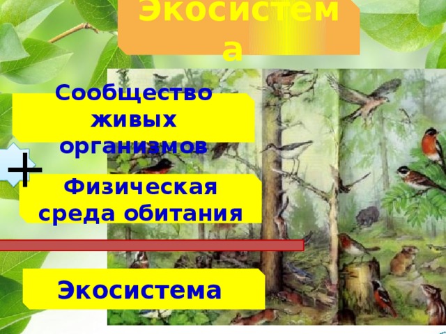 Сообщества экосистемы 11 класс презентация