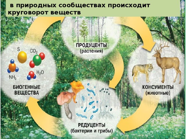  в природных сообществах происходит круговорот веществ 