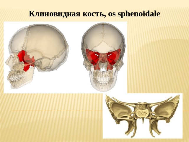 Клиновидная кость черепа рисунок